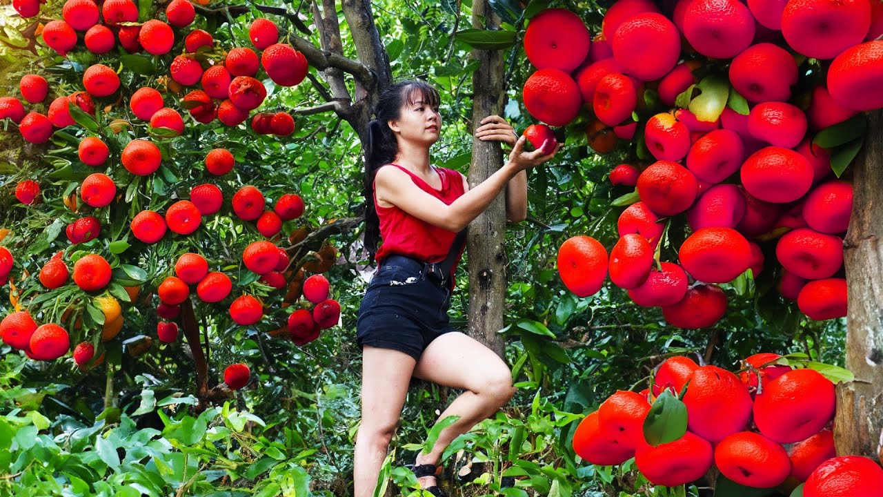 Harvesting Orange Garden Go To Market Sell, Live with Nature | Tiểu Vân Daily Life