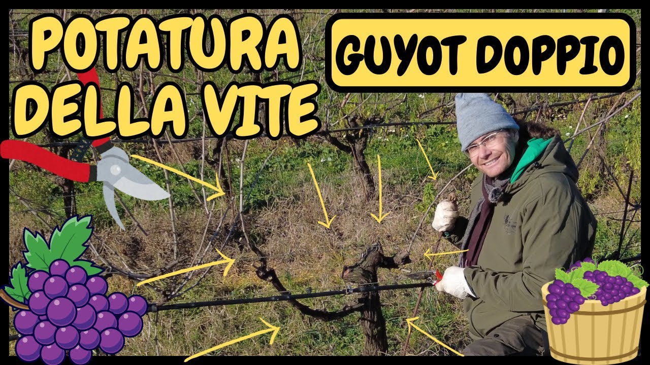 Potatura Vite: METODO GUYOT DOPPIO | Guida pratica su come potare la vite