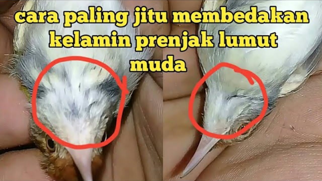 Cara membedakan prenjak lumut jantan dan betina