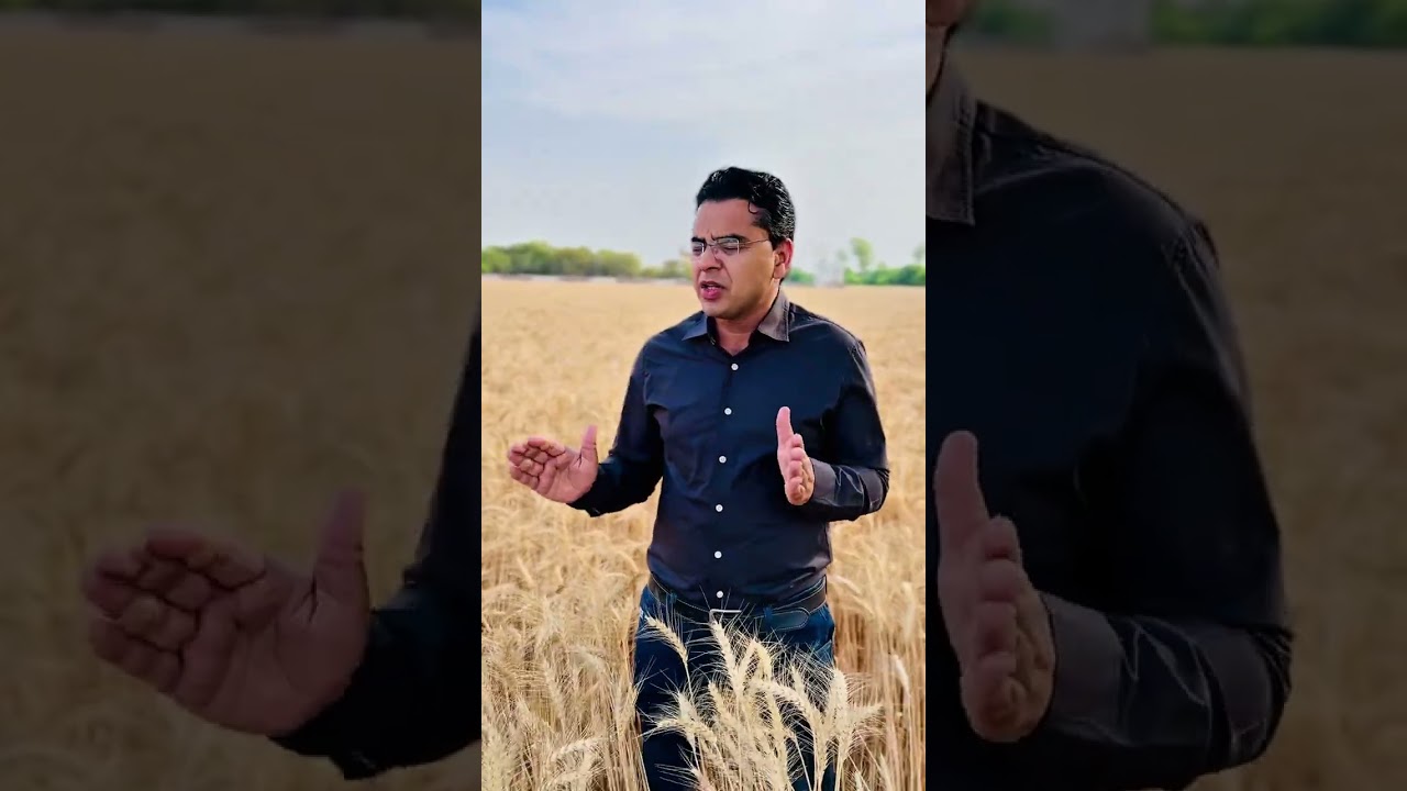 Climate change impact on Wheat #agriculture #wheat #climatechange e