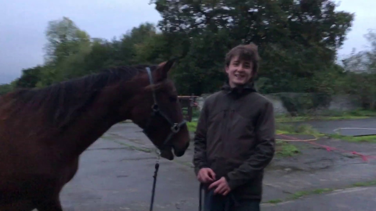 Comment prendre sa place de DOMINANT avec son cheval ?