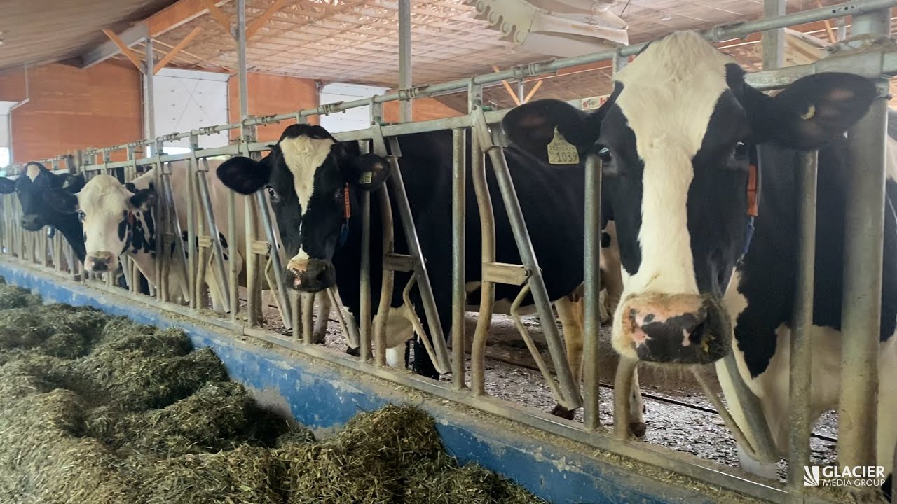 B.C. farms take in rescued cows as milk supply chain cut off