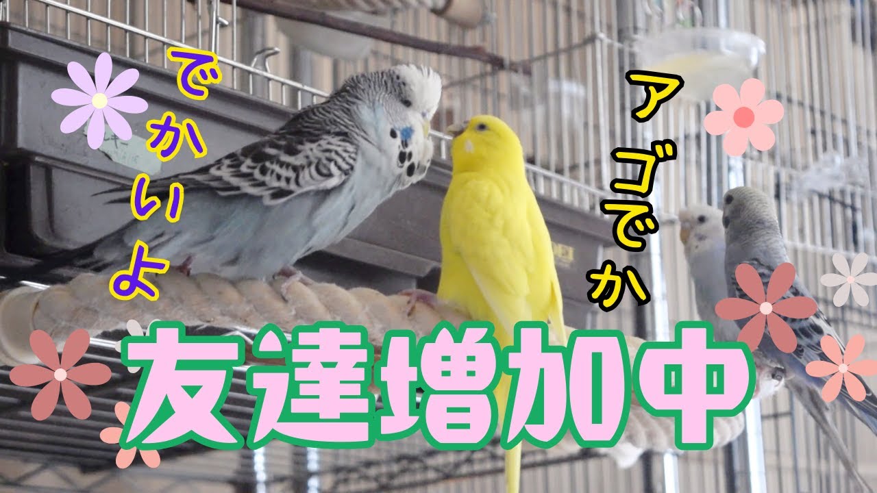 友達まだまだ募集中のジャンボセキセイインコ
