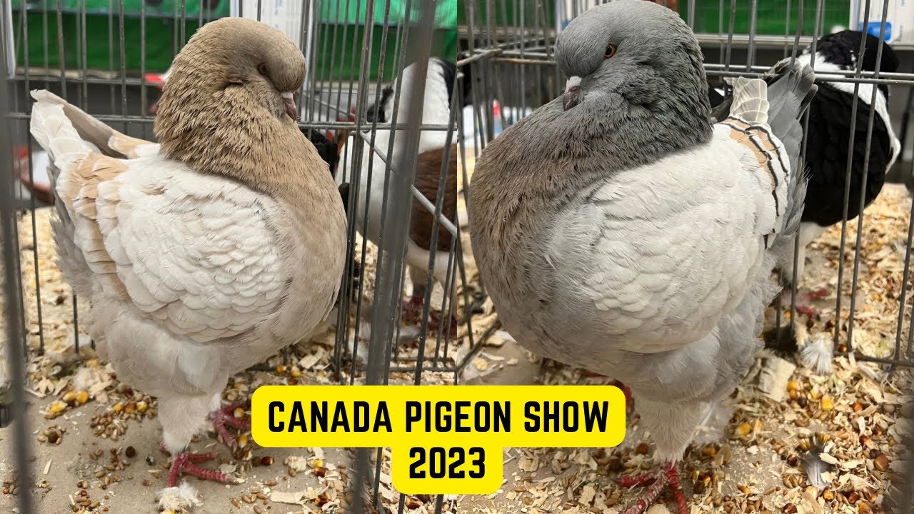 Canada Pigeon Show 2023 Part-3 / King Pigeon / Modena Pigeon