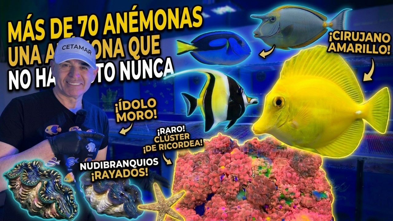 ¡Más de 70 anémonas en un solo acuario! Flavescens XXL, Naso elegans y una anémona ultra RARA!!