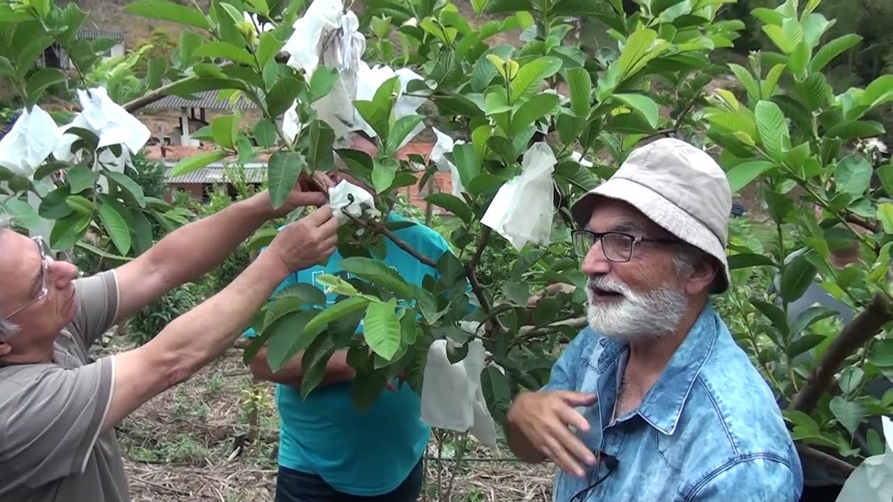 Goiabeira Como e quando Ensacar Goiabas, erros e acertos com Sergio Semerdjian