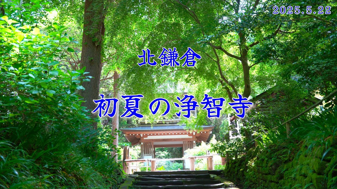 初夏の浄智寺（北鎌倉）｜【2025年5月22日（木曜日）】