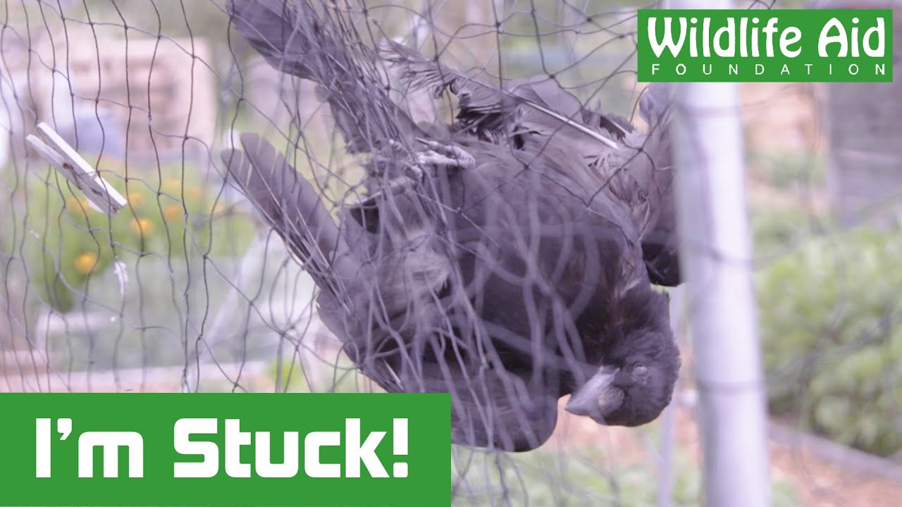 Young Crow ENTANGLED and unable to escape!