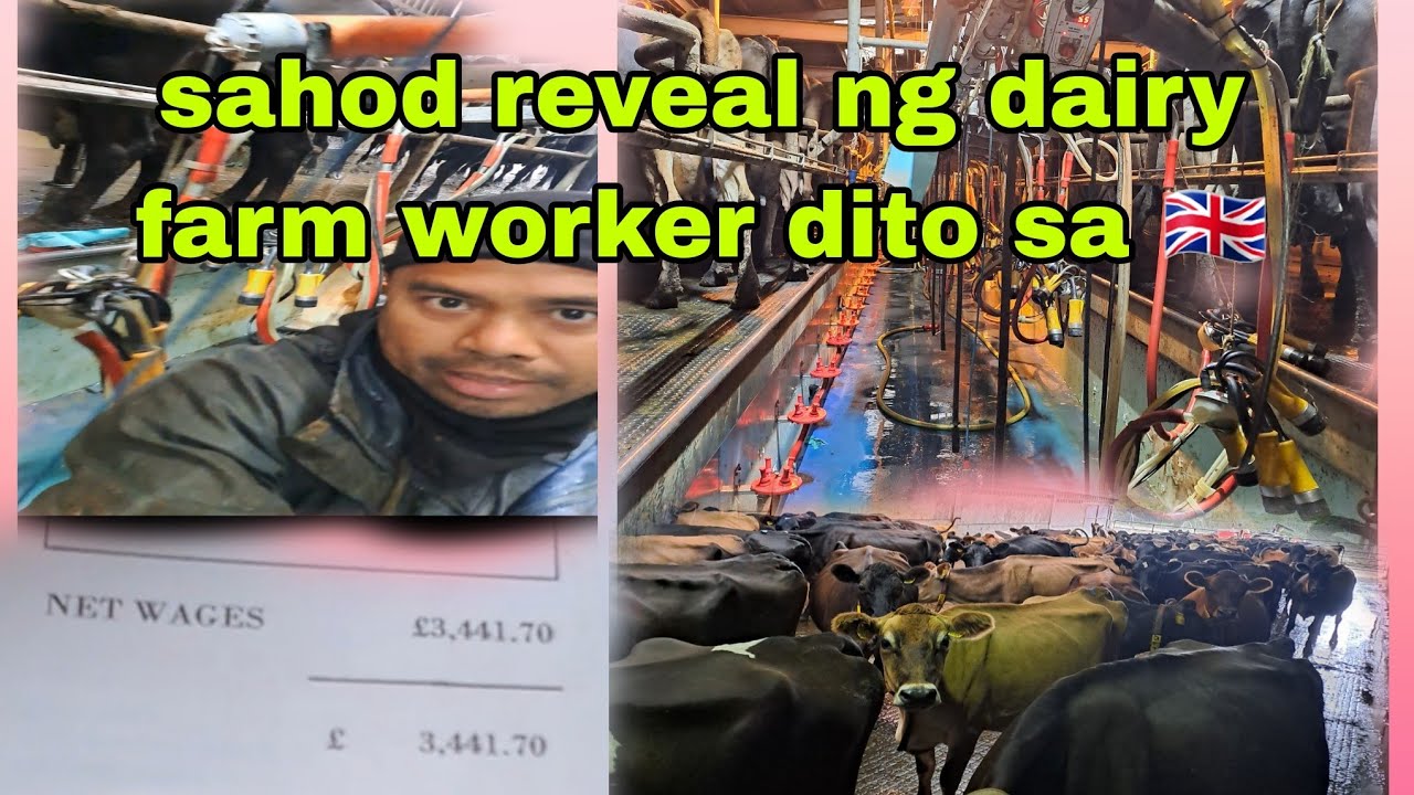 sahod ng isang Dairy farm worker  dito sa United Kingdom
