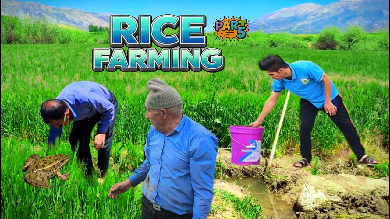 Rice Field Care Adventure! Day 20–50 | Part 10 #farming  #riceharvest  #rusticlife 