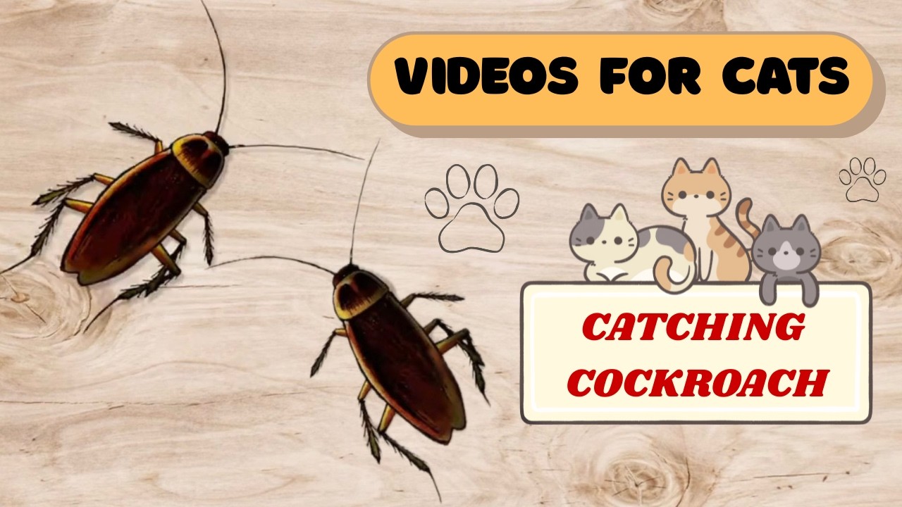 Cat Games. Realistic Cockroaches on Screen. Video for Cats.