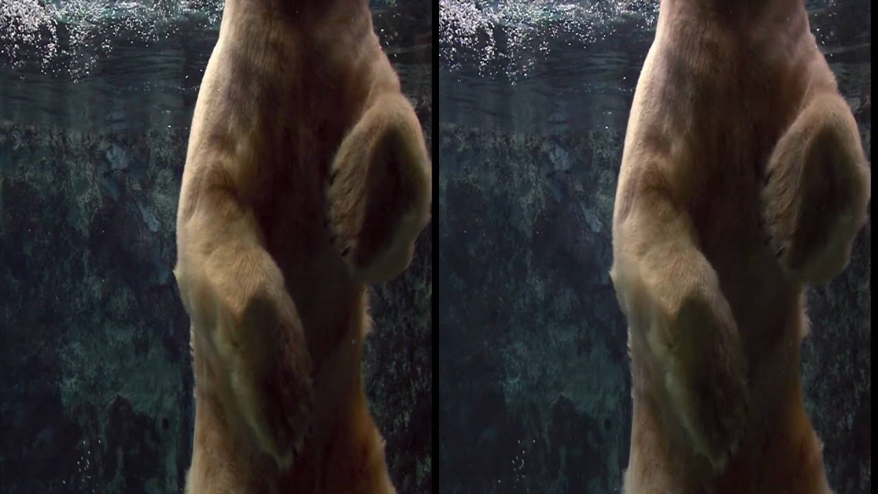 Excellent Sony Bravia Asahiyama Zoo Original Side by Side Stereoscopic 3D Demo Very Rare yt3d