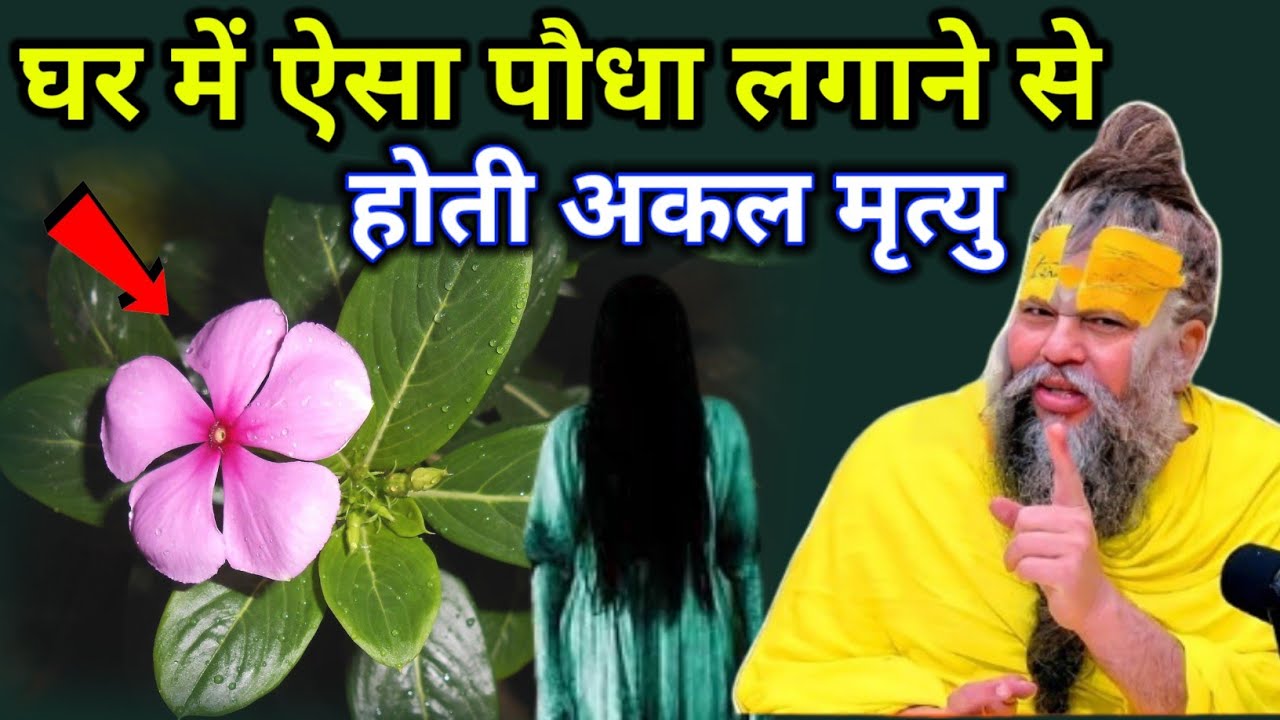 अगर आपके भी घर में ऐसा सदाबहार का पौधा तो तुरंत हटा दे नहीं हो होती है अकाल मृत्यु #premanandji...