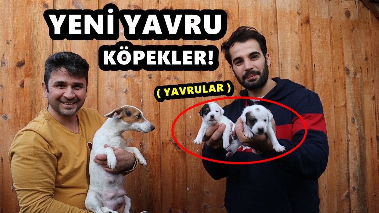YENİ YAVRU KÖPEKLER - MİNİCİKLER ! (  jack russell )