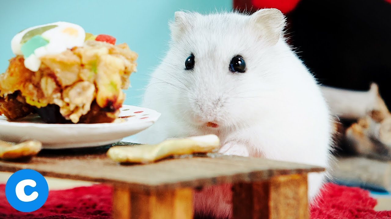 Hamster DIY Stocking Stuffer Treats | Chewy Eats