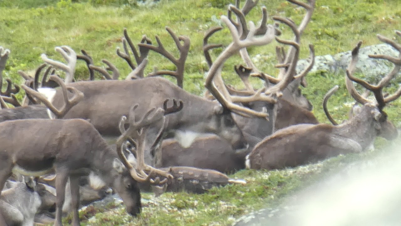 Reinsjakt på Hardangervidda 2019