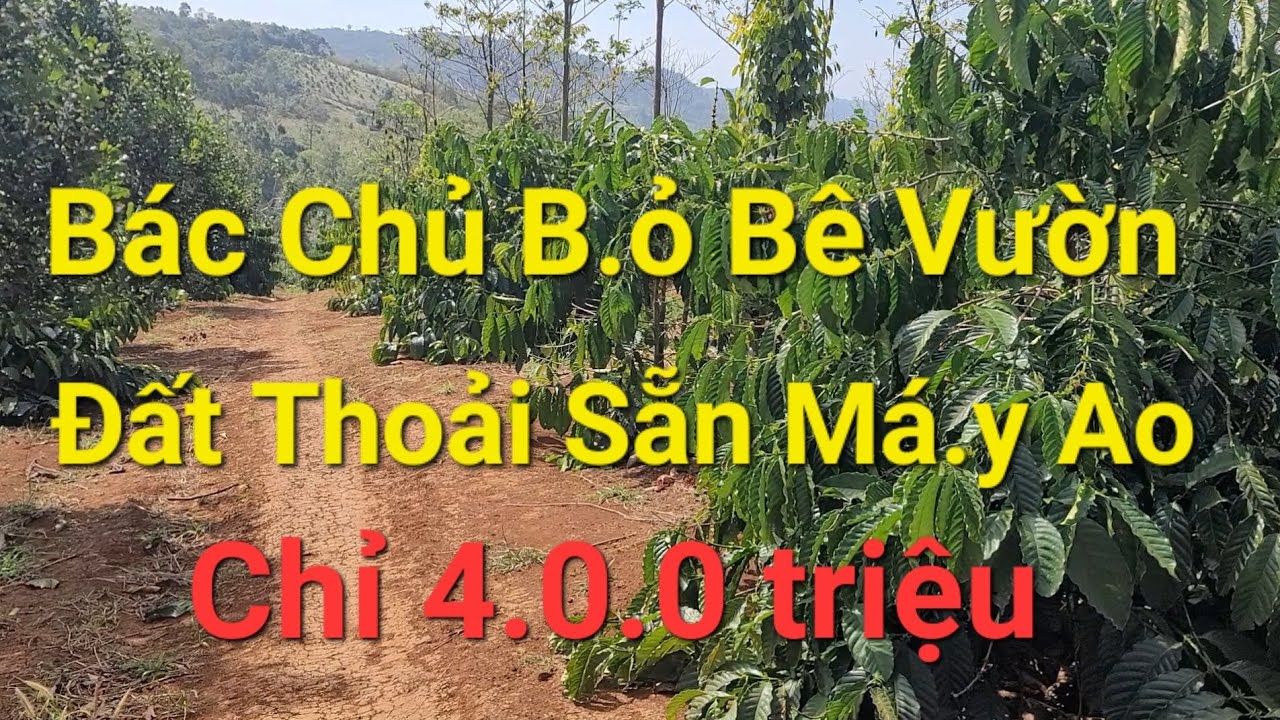 Đã Bán(Số 30)Bác Chủ Bỏ Bê Vườn 8 Xào Nhươ.ng Lại 400tr Đất Đỏ Bazan #bđs #muabandatgiare #nhadat