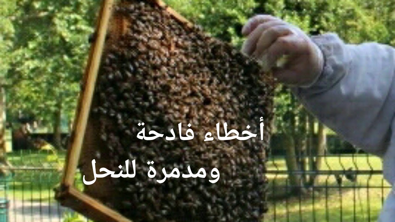 أخطاء مدمرة ما بعد تقسيم النحل ⏬⏬