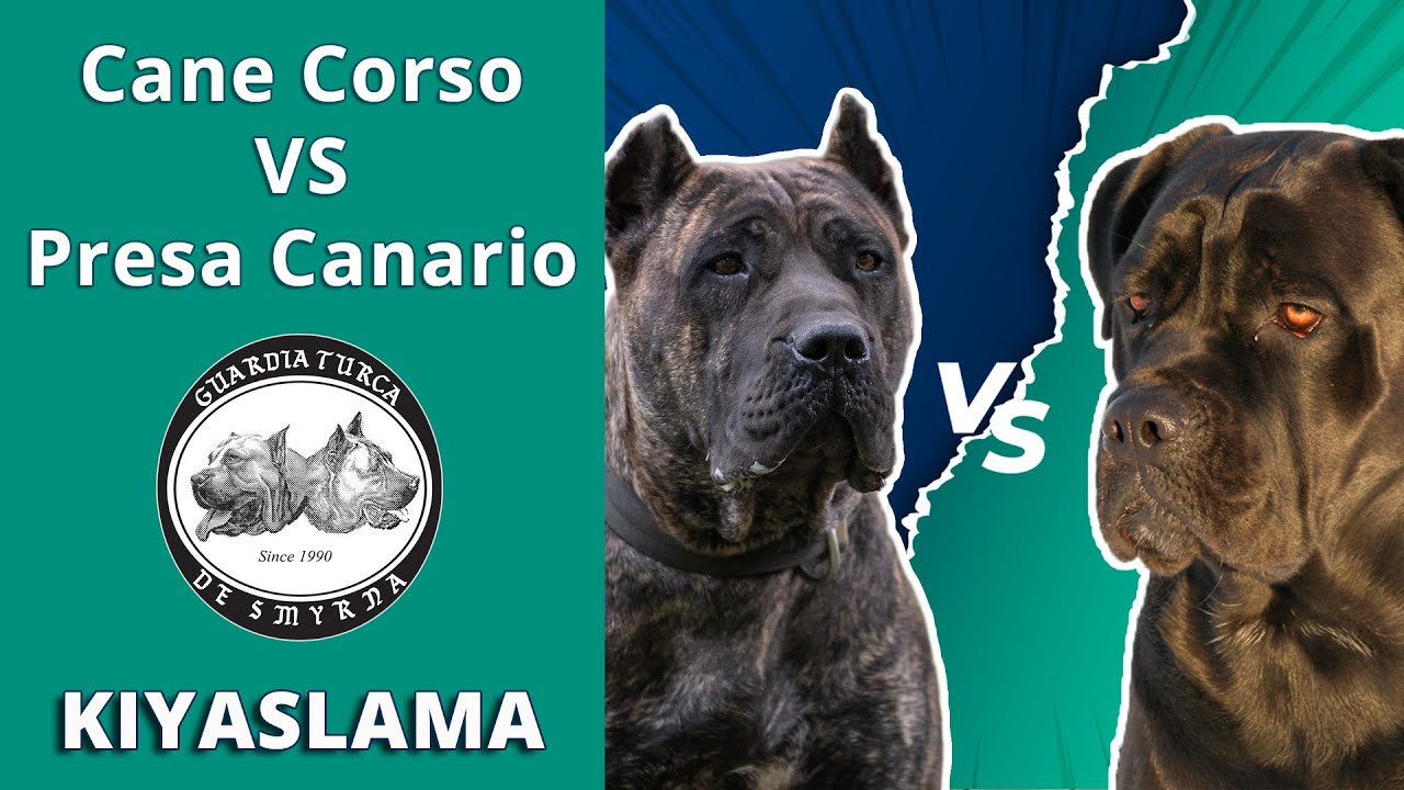 Cane Corso vs Presa Canario - Farklılıkları, Benzerlikleri, Üstünlükleri ve Zayıflıkları
