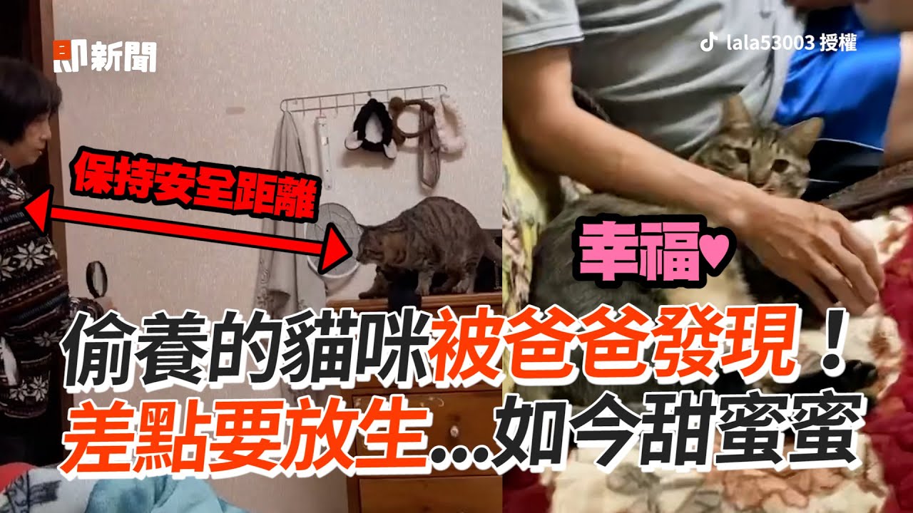 偷養的貓咪被爸爸發現！ 差點要放生...如今甜蜜蜜│寵物│貓咪｜猫｜ねこ│Pet│Cat│Kitten