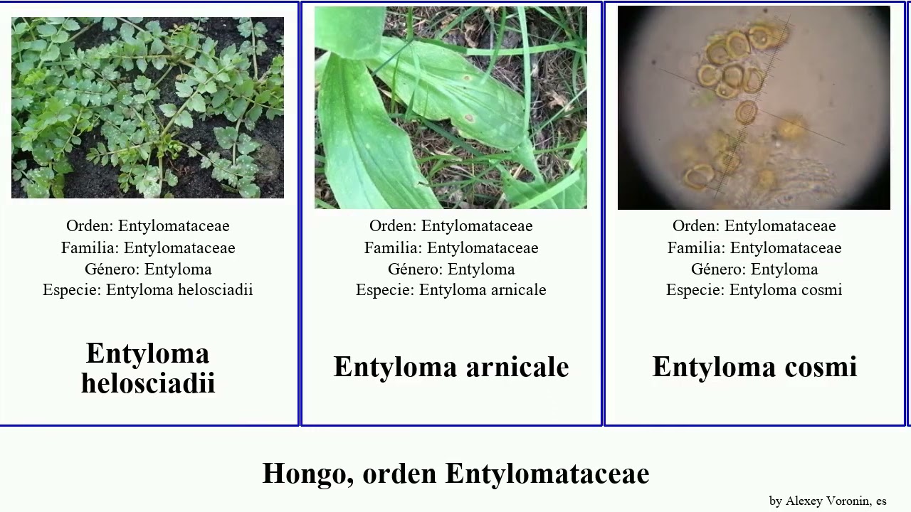 Hongo, orden Entylomataceae fungus cosmi calendulae Gallagher Entylomatales Divine ficariae Life