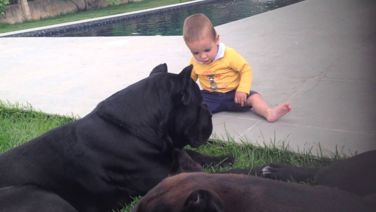 CANE CORSO AND BABY