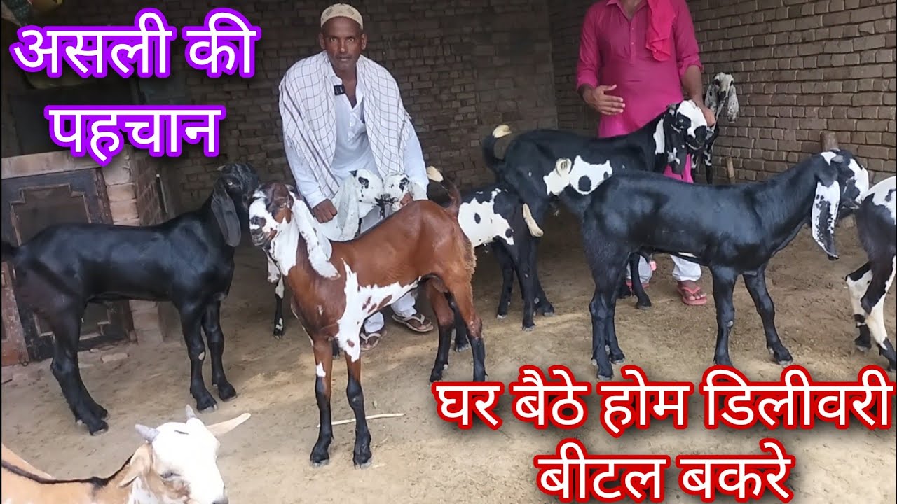 beetal goat farm कम खर्चे मैं बीटल बकरी से लाखों कमाई