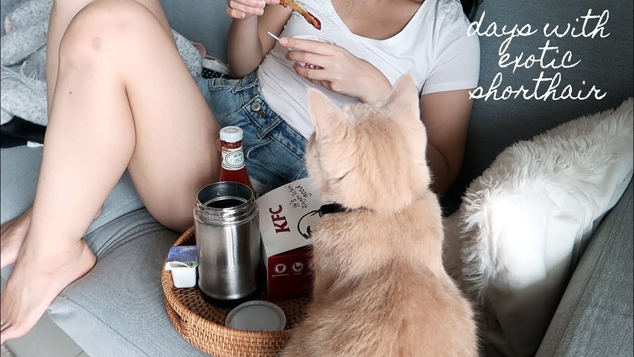 Days with Exotic Shorthair Cat 😺💓 ⎮ Vlog #44