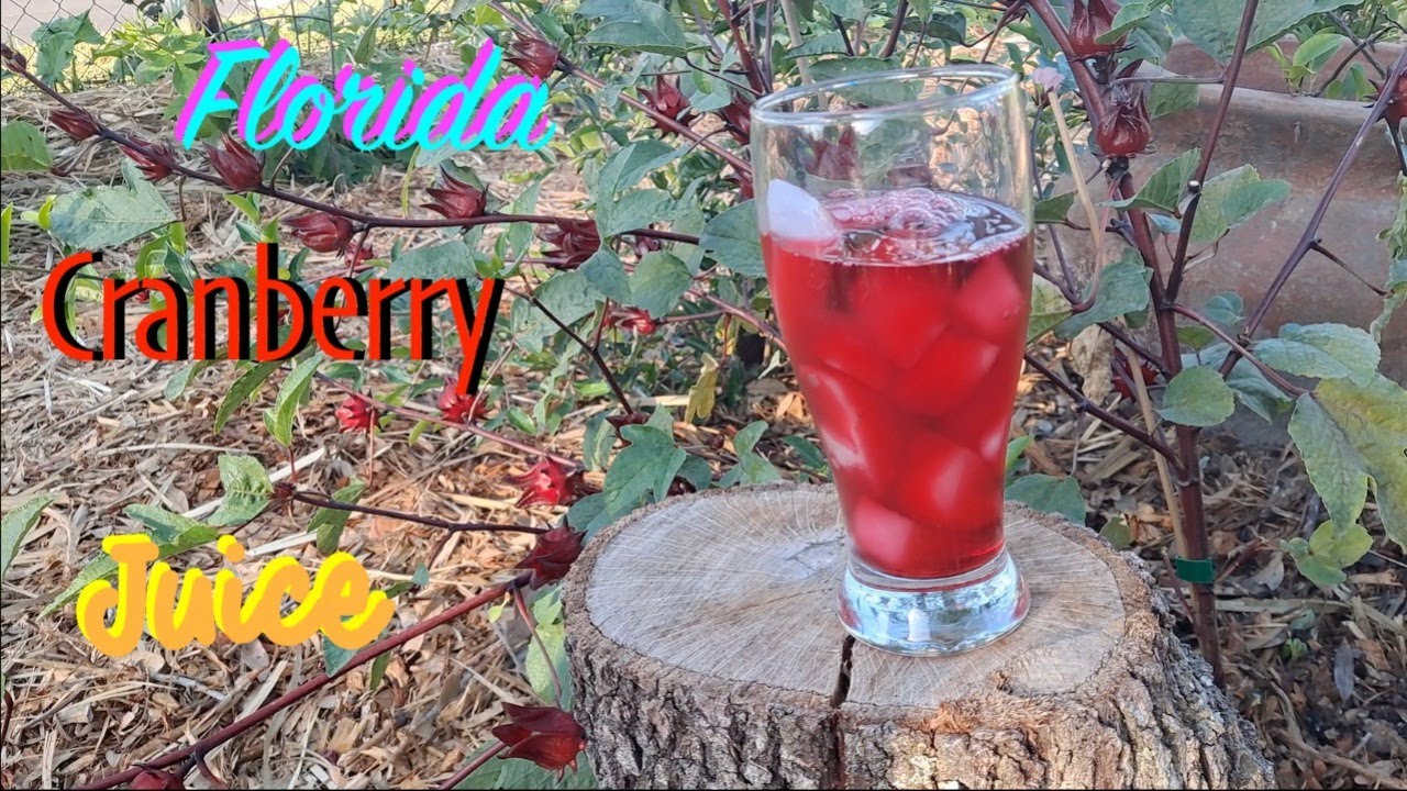 Florida Cranberry | Benefits & Making Tea