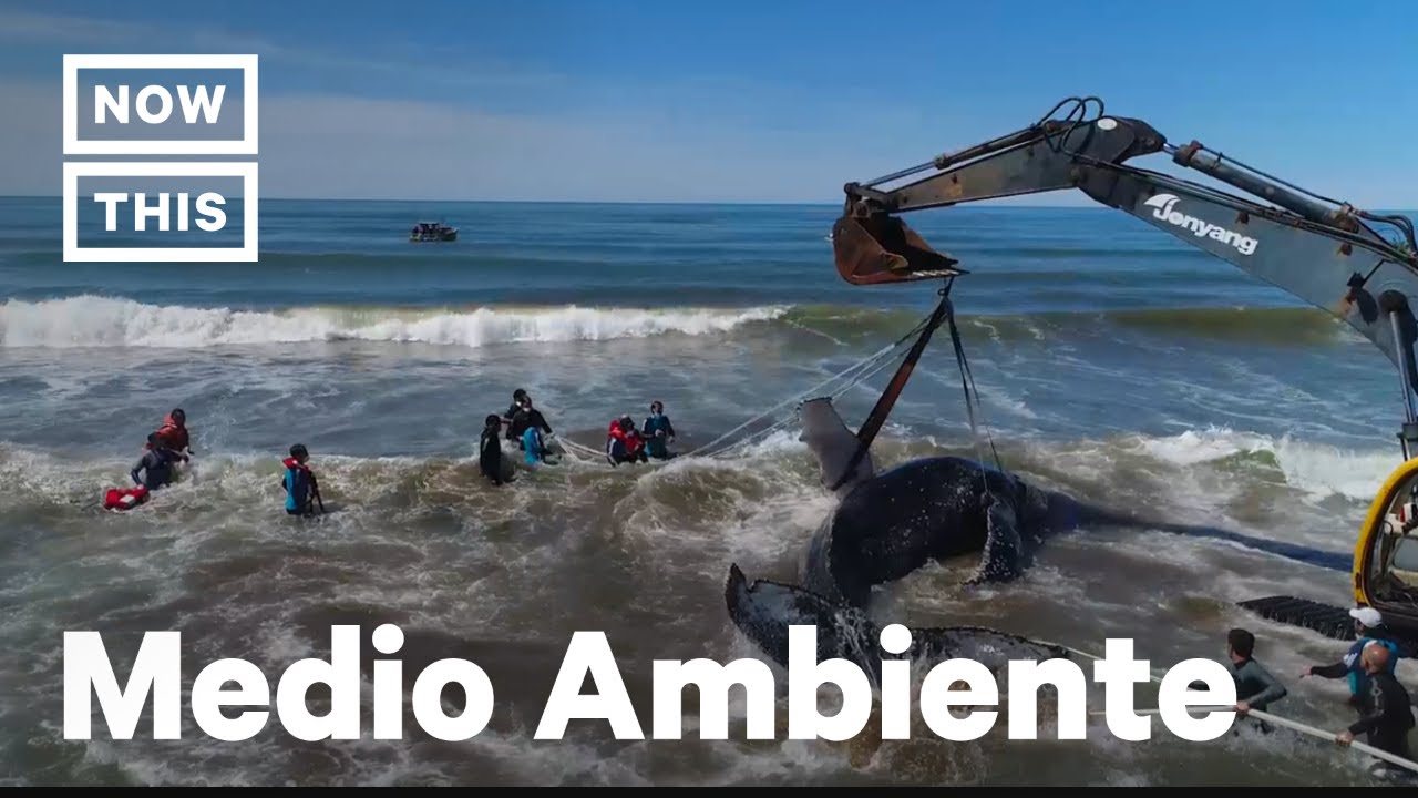 Sacan a Ballena Varada con Excavadora | NowThis Espa&ntilde;ol