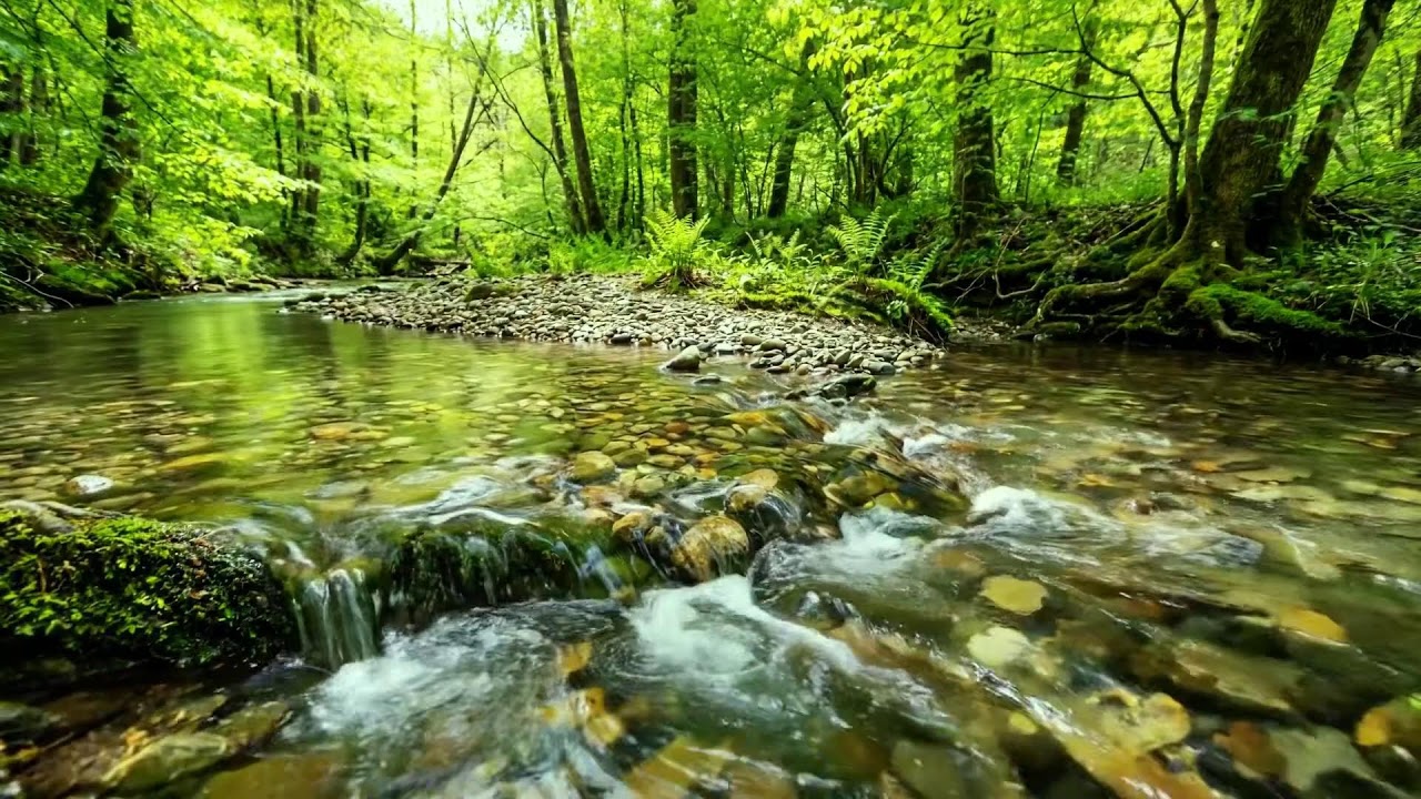 Relaxing Nature Sounds, Gentle River Flow & Birds Singing, Forest Ambience for Calm and Focus