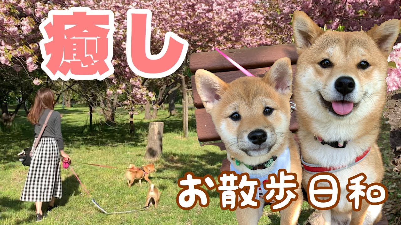 お散歩日和でピクニック気分♬お友達にも会えてテンション上がる豆柴姉弟