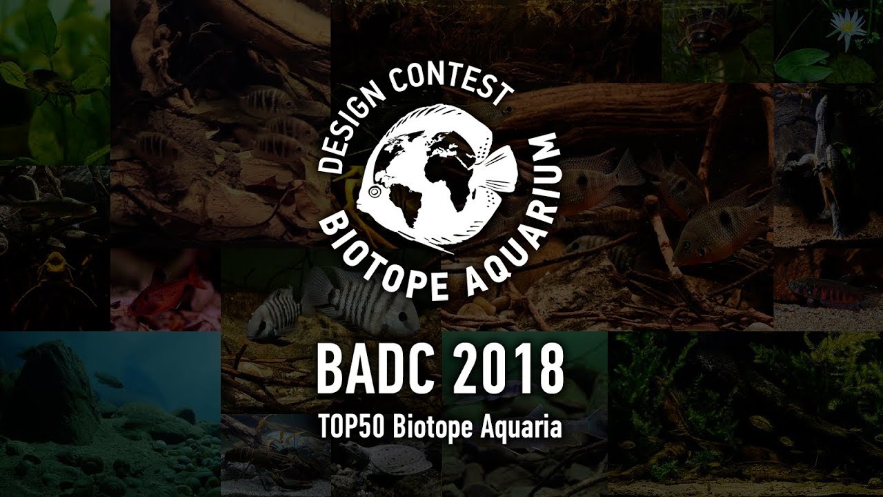 TOP50 Biotope Aquarium Design Contest 