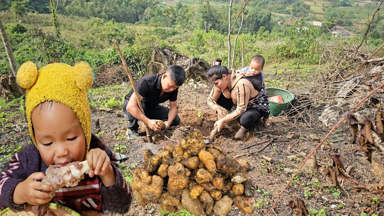 Harvest Wild Tubers Goes to the market to sell, Processing - Cooking | Hà Tòn Chài
