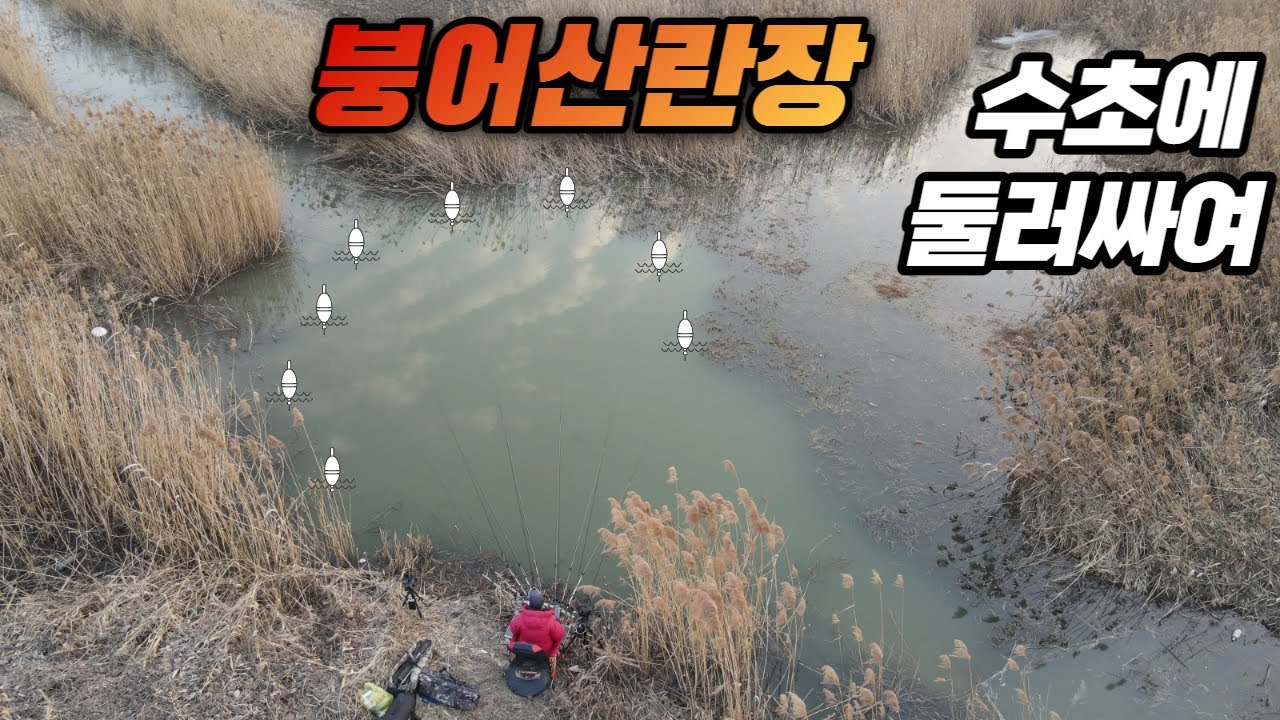 수초로 둘러싼 붕어 산란장에 무슨 일이 벌어지고 있는거지?