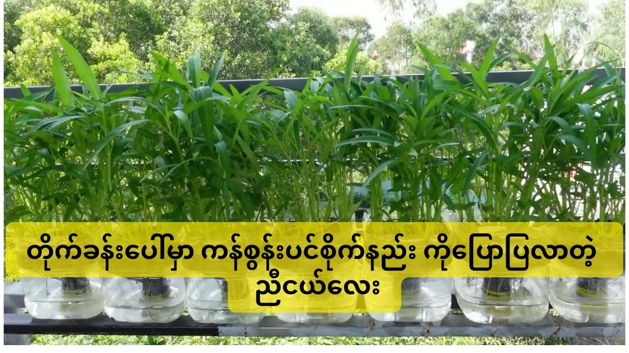 လွယ်ကူပြီး ကျန်းမာရေးညီညွတ်ပြီးစျေးဖိုးသက်သာစေမဲ့ ကန်စွန်းပင်စိုက်နည်း