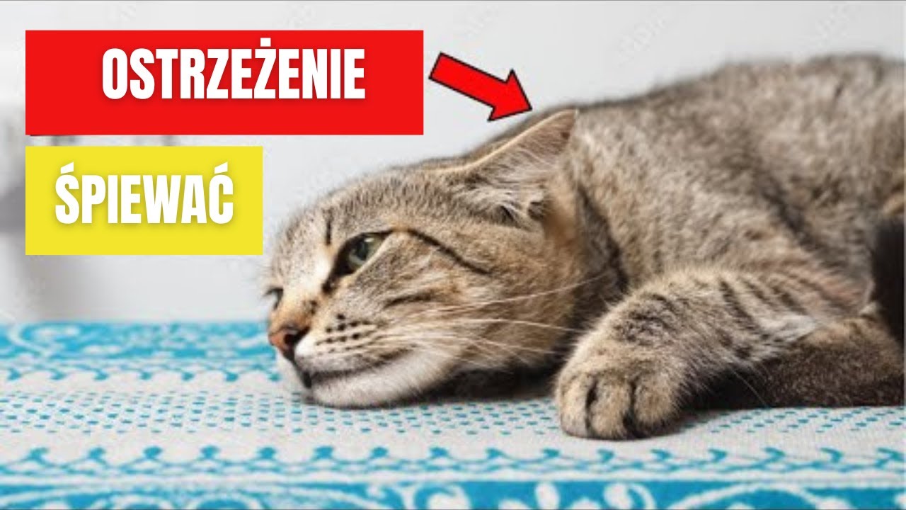 Koty domowe r&oacute;wnież mogą się przegrzać &ndash; zwr&oacute;ć uwagę na TE oznaki
