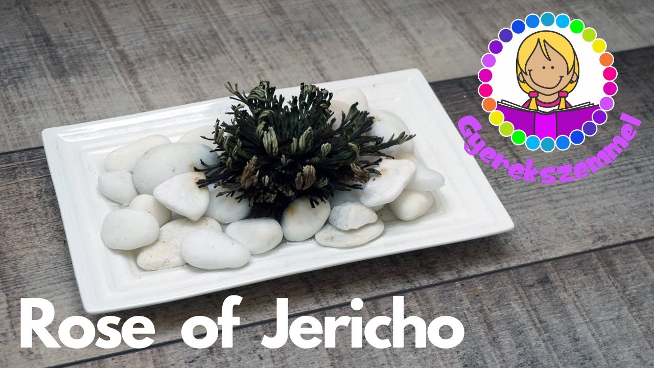 Rose of Jericho Jerikó rózsája