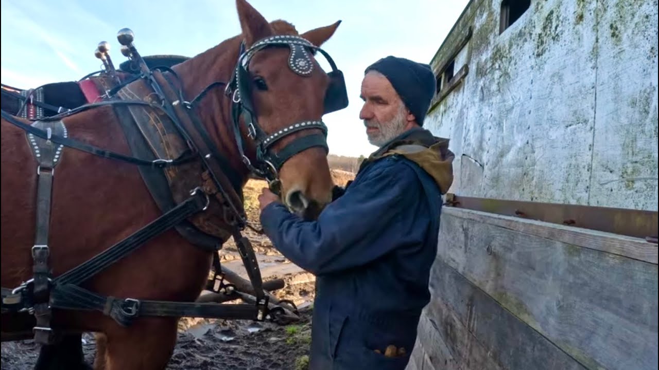 DUKE'S FIRST TIME SPREADING MANURE! // Training Draft Horses #572