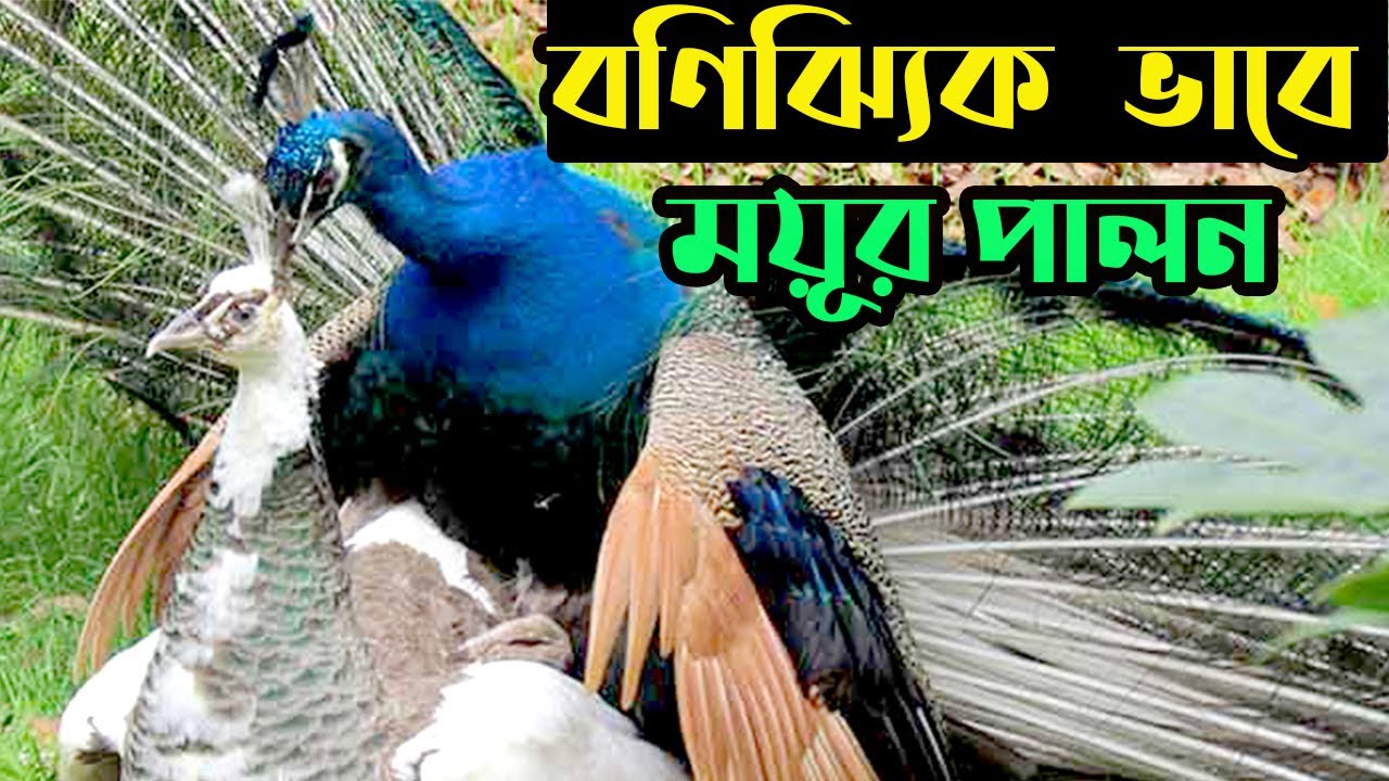 বানিজ্যিক ময়ূর খামার কুমিল্লায়।Peacock farm in Cumilla |ময়ূর পালন পদ্ধতি সুন্দর ময়ূরের খামার