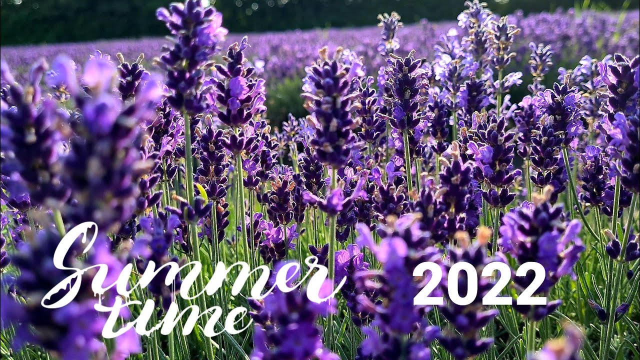 🇧🇪 LIMBURG LAVENDEL ZOMMER 2022 #VISITLIMBURG #VISITHASSELT #LAVENDERFIELD #HASSELT #PHILIPPEHOANGTV