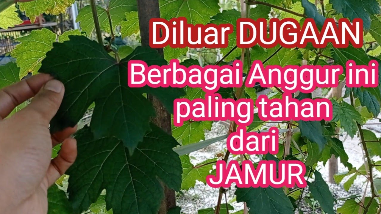 Jenis Anggur yang hancur dan tahan jamur di musim hujan