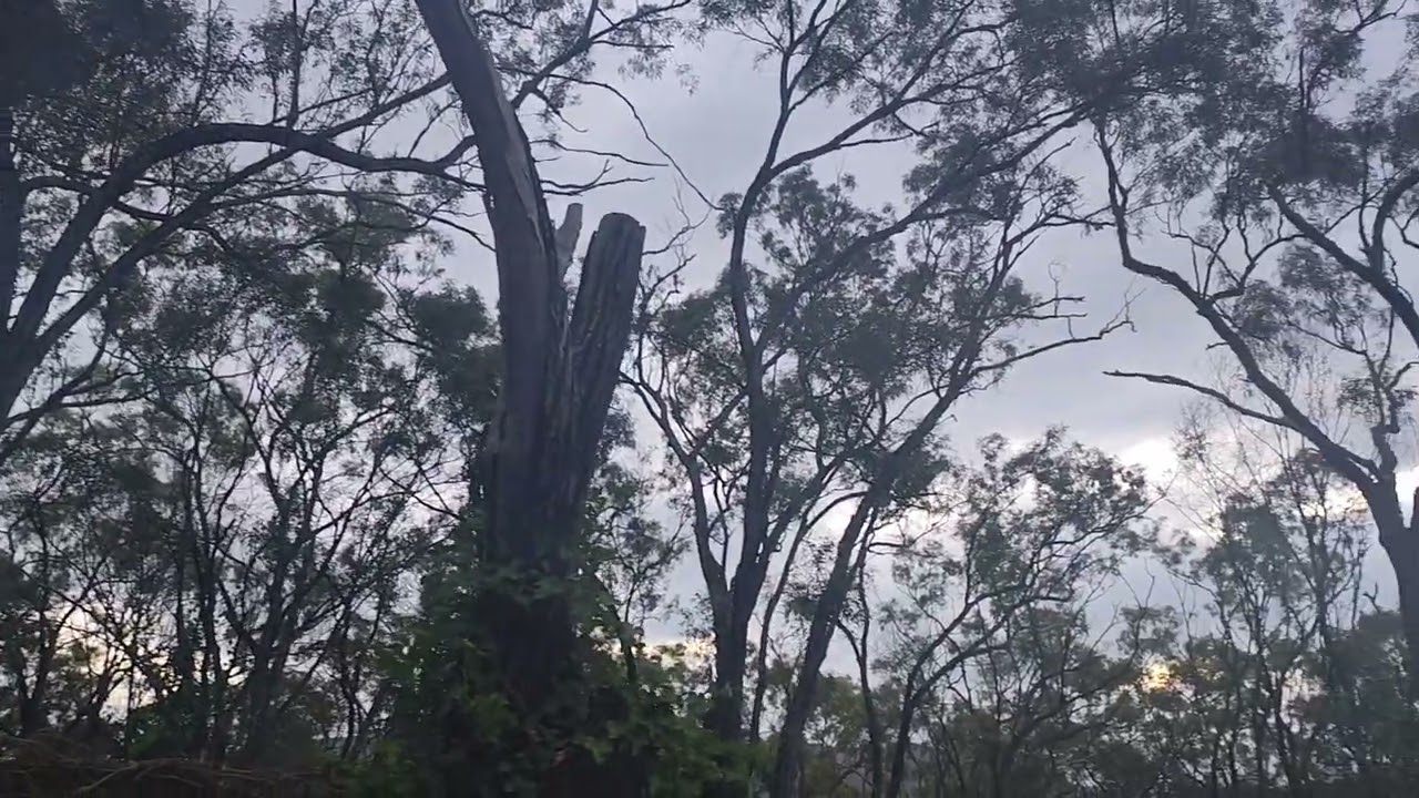 Good evening from the ancient forest 