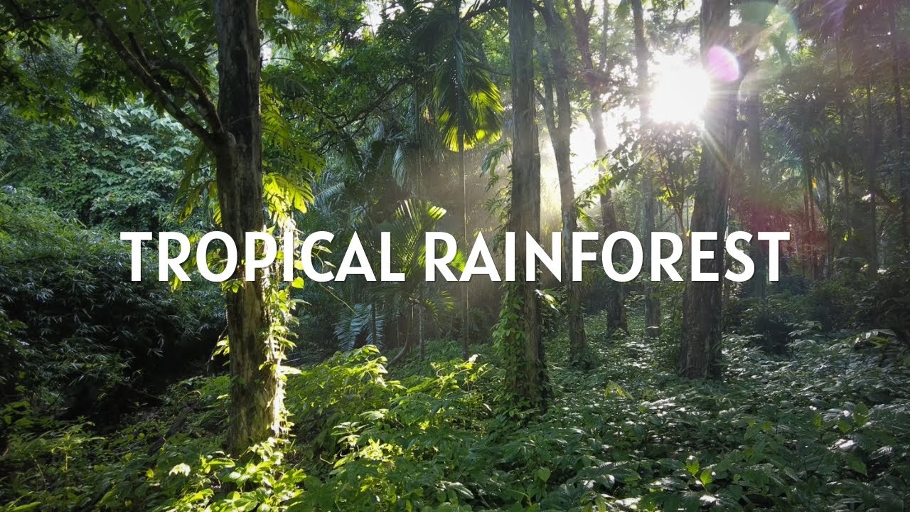 Sounds of the Jungle: Tropical Island Soundscape
