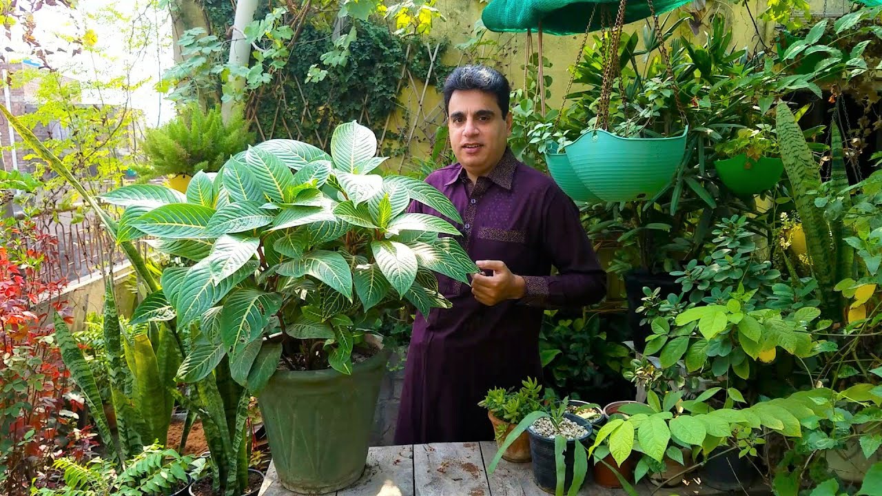 Landscaping Ke Liye Ye Sanchezia Plant Best Hai | No Full Sun No Rays
