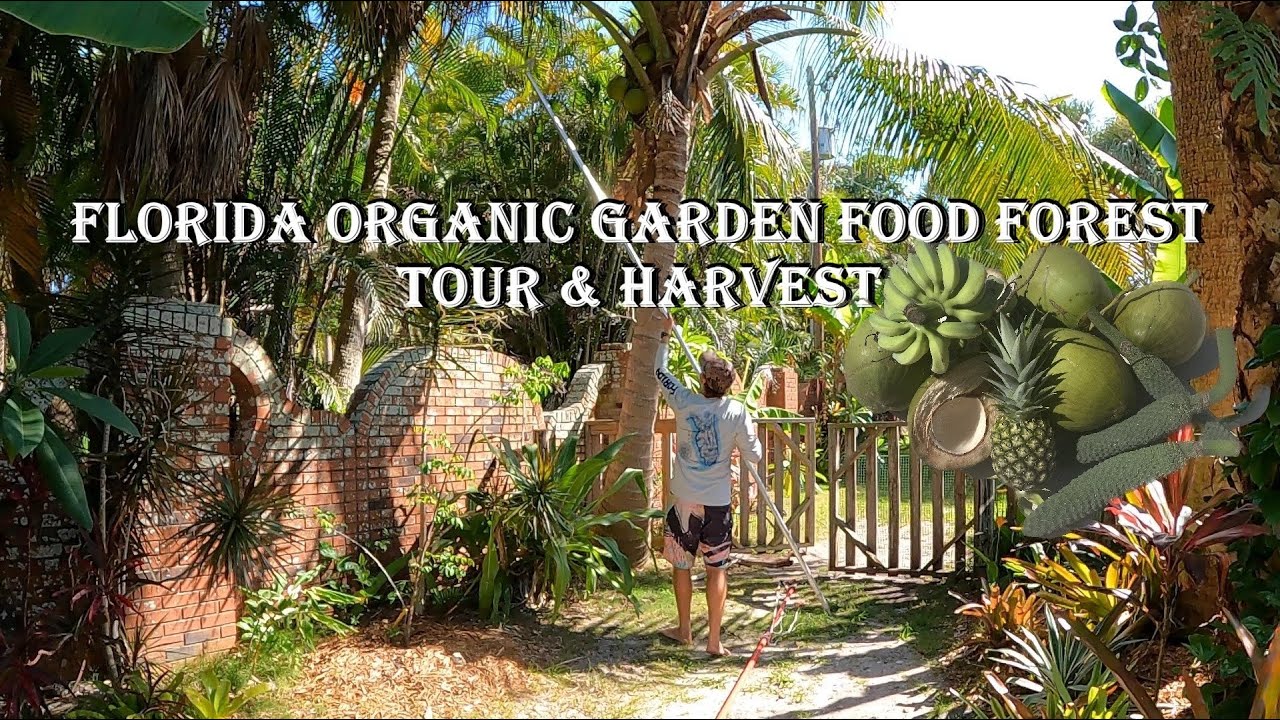 Florida Organic Garden Food Forest Tour & Harvest | June Zone 10a