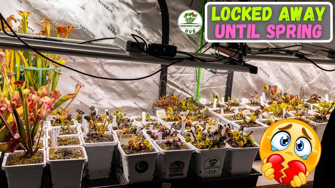 Dormancy Has Arrived 😬 Watch Me Move 100+ Flytraps in the Rain (New Lights!)