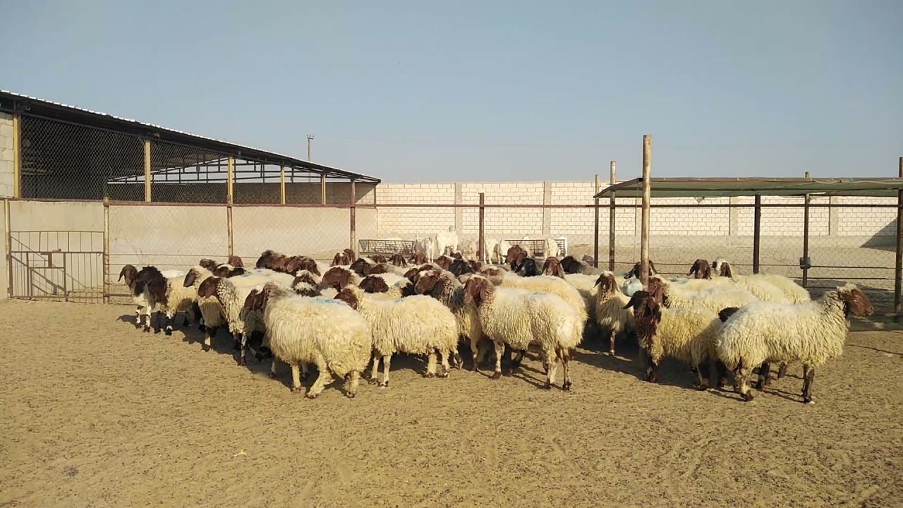 نسب الفيتامينات والمعادن للحلال/ وأعراض نقصها/ ومتى تعطيها/