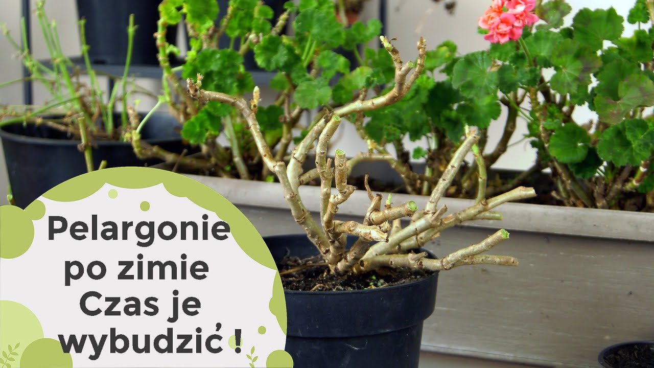 Czas wybudzić pelargonie po zimie. Jak to najlepiej zrobić?