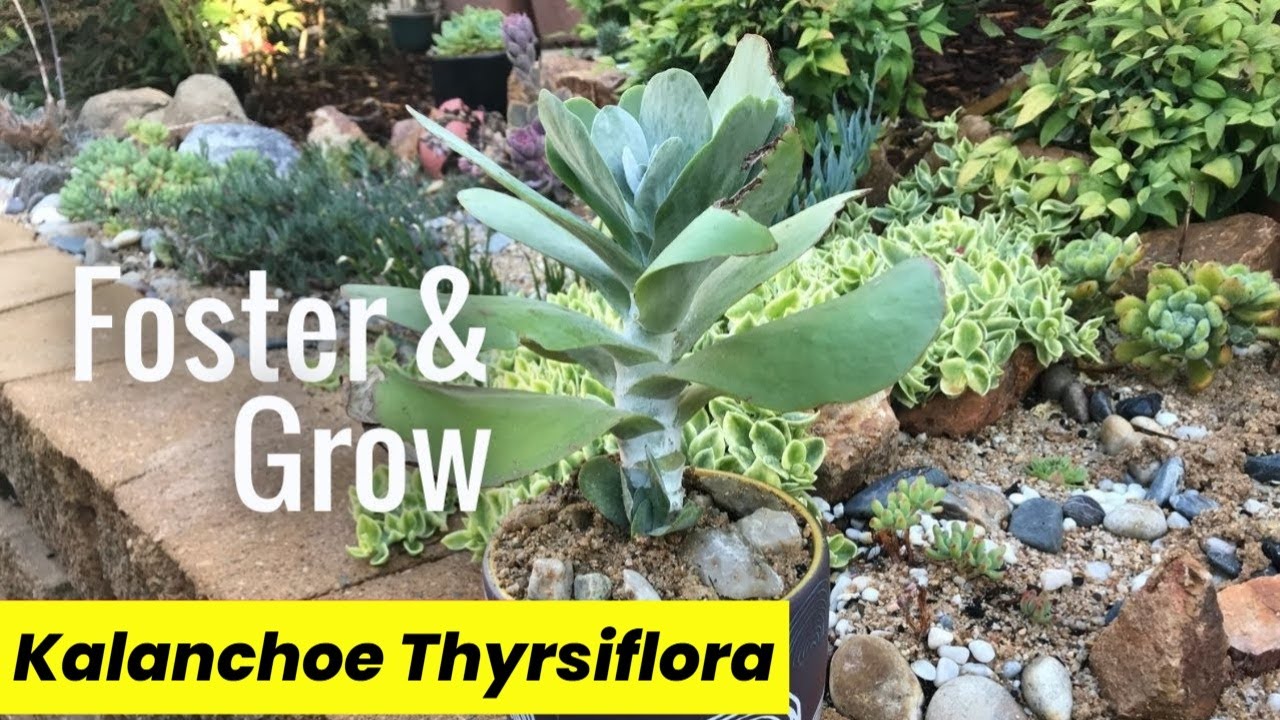 Why Flapjack Succulents are Perfect for Beginners
